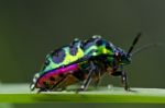 Jewel Beetle On Green Leaf Stock Photo