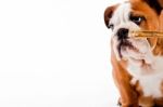 English Bulldog Puppy Stock Photo