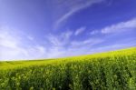 Rapessed Field Stock Photo