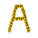 Isolated Sunflower Alphabet A Stock Photo