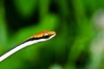 Snake In Green Nature  Stock Photo