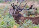 The Deer Of Richmond Park Stock Photo