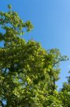 Indian Bean Tree With Seed Pods Stock Photo