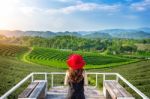 Beautiful Girl With Red Hat In Green Tea Mountain Stock Photo