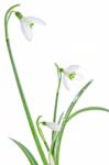 Spring Snowdrops Isolated On White Stock Photo