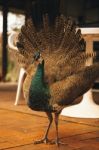 Beautiful Colourful Peacock Outdoors In The Daytime Stock Photo