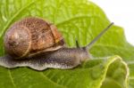 Snail On White Stock Photo