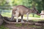 Kangaroo Outside Stock Photo