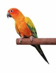 Sun Conure Stock Photo