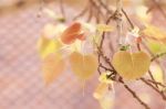 Heart Shaped Leaves On A Tree Branch Stock Photo