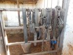 Buffalo Farm, Buffaloes Grazing In Open-air Cages  Stock Photo