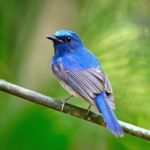 Male Hainan Blue Flycatcher Stock Photo