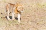 Lion  In Serengeti Stock Photo