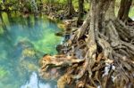 Mangrove Forests Stock Photo