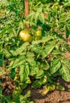 Ripening Green Tomatoes In The Garden Stock Photo