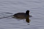 Beautiful Background With Amazing American Coot In The Lake Stock Photo