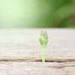 Growing Plant On Wooden Table Stock Photo