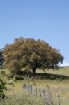 Quercus Ilex Tree Stock Photo