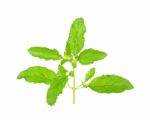 Basil Leaf Isolated On The White Background Stock Photo