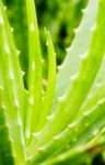 Aloe Vera Stock Photo