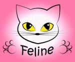 Feline Cat Means Pets Pet And Felines Stock Photo