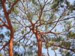 Pine Trees From Below Stock Photo