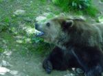 Very Happy Bear Stock Photo