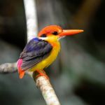 Black-backed Kingfisher Stock Photo