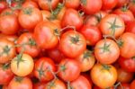 Fresh Tomato Stock Photo