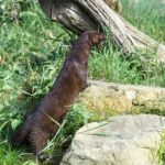 European Mink (mustela Lutreola) Stock Photo