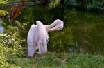 Great White Pelican (pelecanus Onocrotalus) Stock Photo