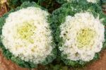 White Green Ornamental Cabbage Close Up Stock Photo