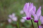 The Cyclamen Blooming In Israel	 Stock Photo