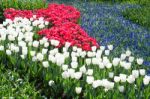 Tulips Field In Red And White With Blue Grape Hyacinths Stock Photo