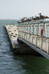 Group Of Seagulls On Pier Stock Photo