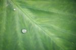 Green Leaf With Water Drops For Background Stock Photo