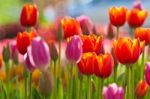 Colorful Tulips Stock Photo