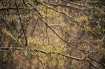 Spring Trees In The Park. April Fresh Leaf Stock Photo