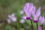 The Cyclamen Blooming In Israel	 Stock Photo