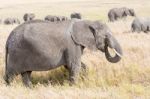 African Elephant In Serengeti National Park Stock Photo