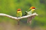 Chestnut-headed Bee Eater Stock Photo