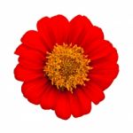 Red Gerbera Daisy Stock Photo