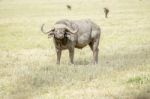 African Buffalo In Serengeti Stock Photo