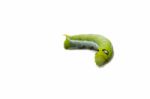 Green Worm White Background Stock Photo