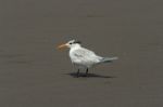 Royal Tern Stock Photo