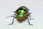 
Metallic Wood-boring Beetle Stock Photo