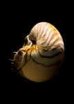 Nautilus Stock Photo