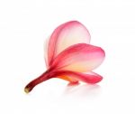 Red Frangipani Flower Isolated On The White Background Stock Photo