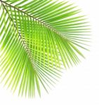 Coconut Leaf Isolated On White Background Stock Photo