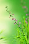 Pink Flower And Grass Stock Photo